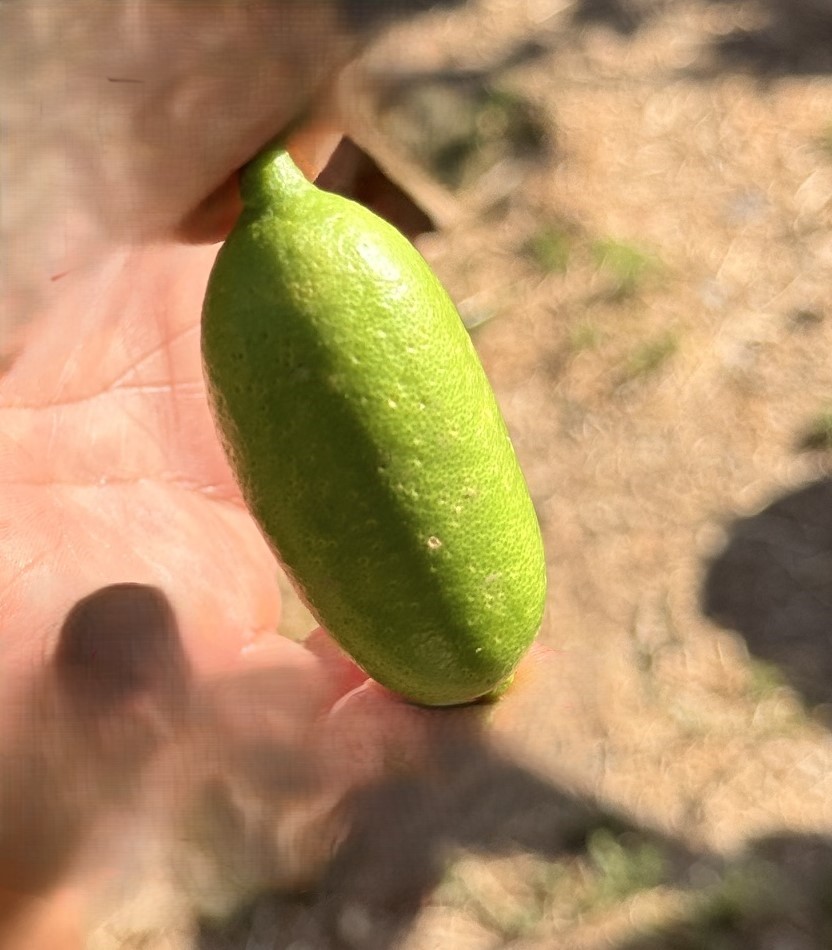 Besondere Frucht auf einer andalusischen Finca